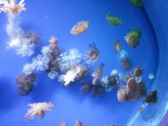 -芜湖新华联大白鲸海洋公园