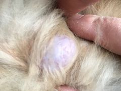 -雨林宠物医院 非犬猫异宠专科