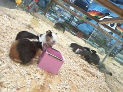 -龟与熊猫宠物公园(南坪店)