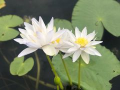-中国科学院华南植物园