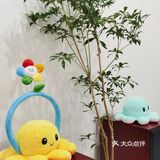 简约白墙风咖啡店🍂