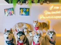 -Husky Go! 哈士奇体验馆·宠物咖啡厅狗咖