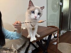 -楼上猫咖(罗湖店)