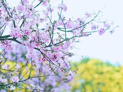 -天适樱花悠乐园