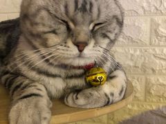 -平行世界·猫咖(首经贸店)