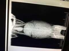 -瑞派长江宠物医院·猫科·外科·24小时夜护(谊城公寓分院)