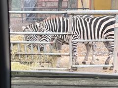 -常州淹城野生动物世界