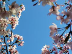 -高东镇樱花园