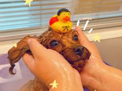 -帕帕拉兹宠物(亚洲旗舰店)