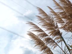 -九里河湿地公园