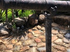 -胡里山炮台