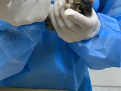 -中农国际动物医院24小时·猫科·骨科·急重症中心