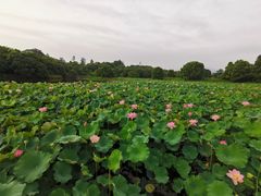 -福建鲤鱼洲酒店