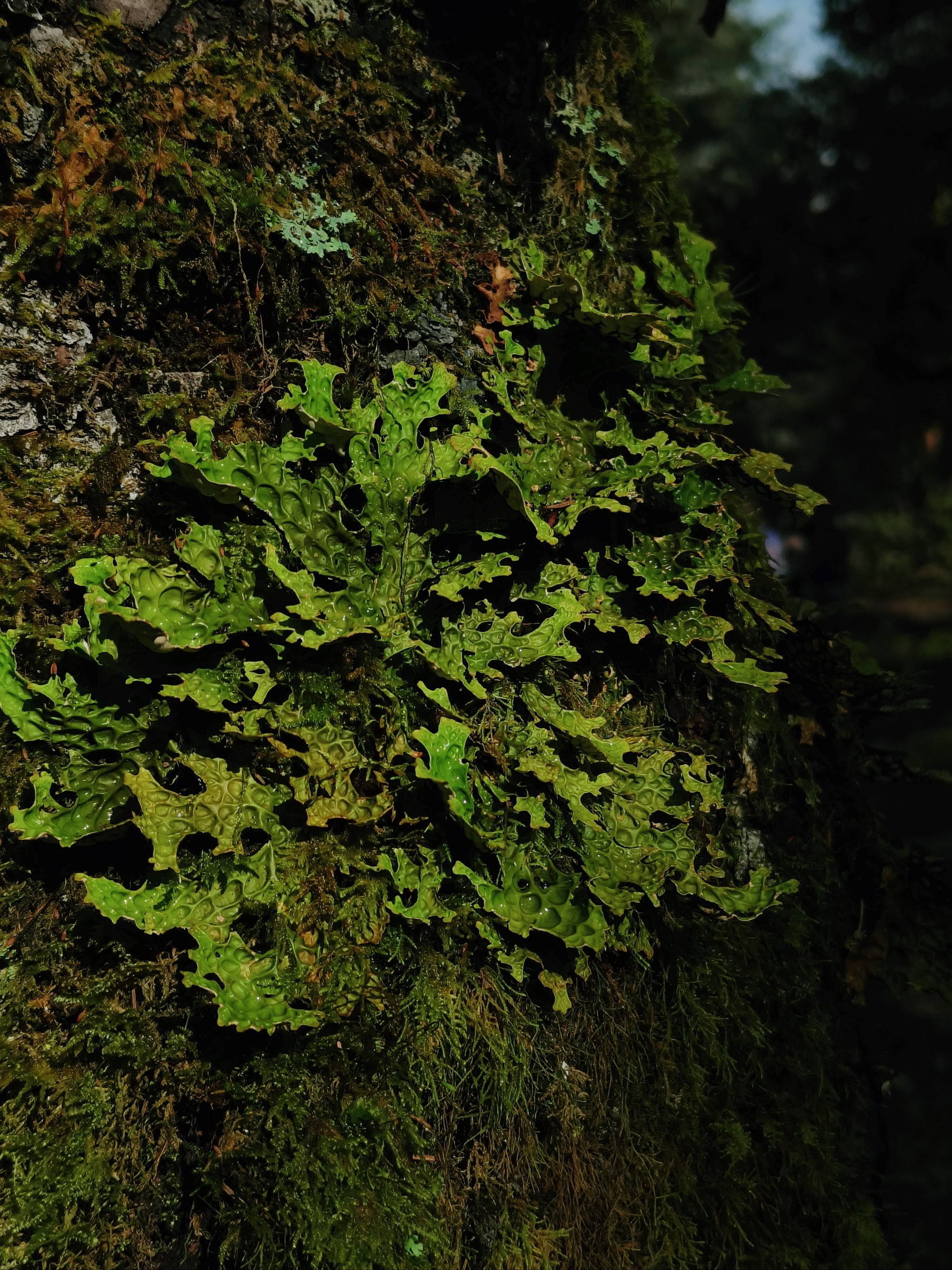 光泽苔藓=光泽苔藓怎么彻底消除