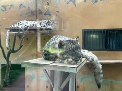 -青藏高原野生动物园