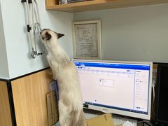 -瑞派长江宠物医院·猫科·外科·24小时夜护(谊城公寓分院)