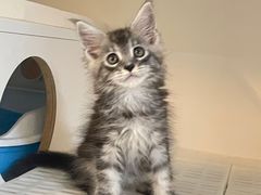 -lincat·猫舍(广州店)