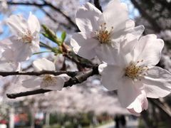 -高东镇樱花园