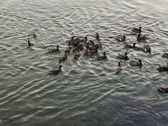 -深圳湾公园(南山区)