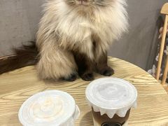 -楼上猫咖(罗湖店)