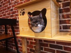 -猫友咖啡店(玉林西路店)