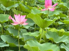 -西青郊野公园