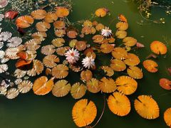 -国家植物园南园