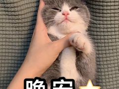 -喵zoo家庭繁育猫舍(尖东智能花园店)