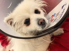 -贝康宠物医院·犬猫全科·小动物特色诊疗中心(东环路店)