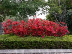 -深圳国际园林花卉博览园