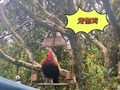 -青城甲(青城山店)