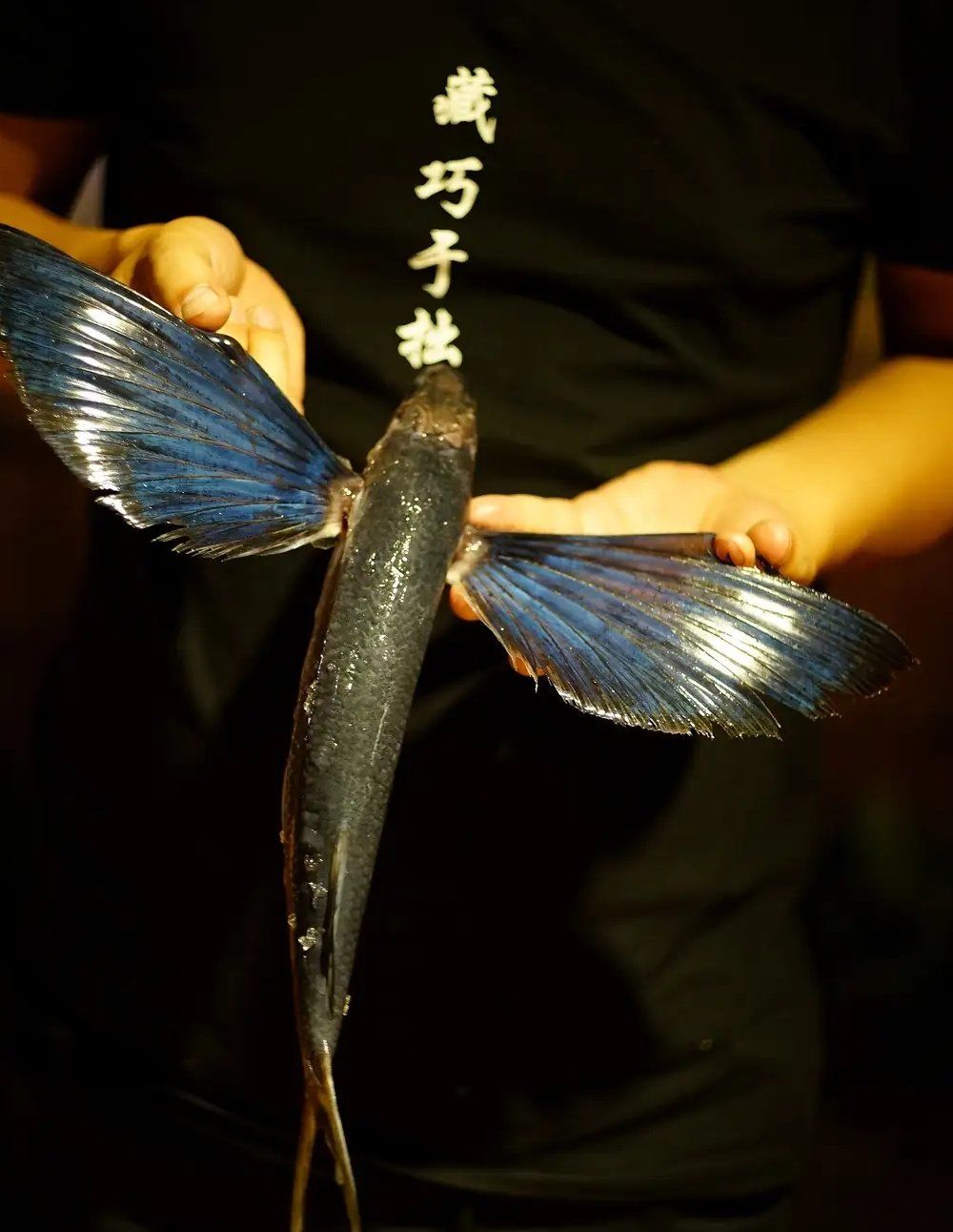 飞鱼刺身