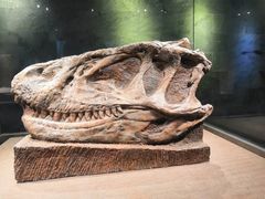 -自贡恐龙博物馆