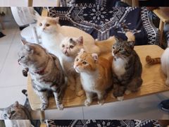 -平行世界·猫咖(首经贸店)