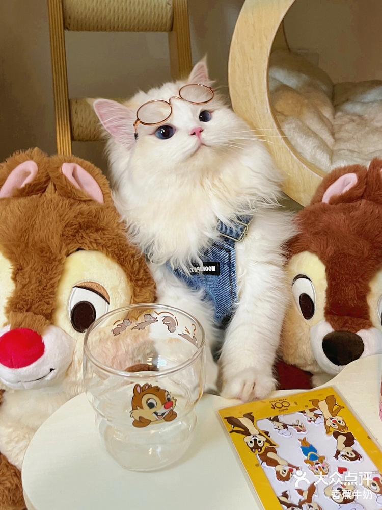 迪士尼新出的猫猫玩偶❗⁉