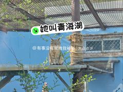 -青藏高原野生动物园