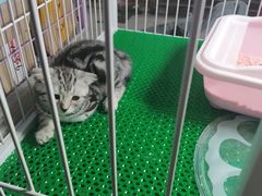 -中环花鸟鱼虫市场