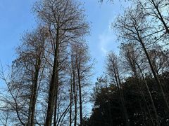 -上海共青森林公园