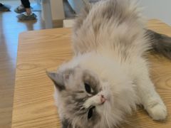 -有喵·猫咖·狗咖·30几只猫10只小狗(岗厦店)