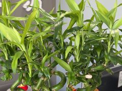 -田凤波推拿.按摩养生(幸福店)