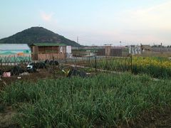 -田园东方蜜桃村的田野营地