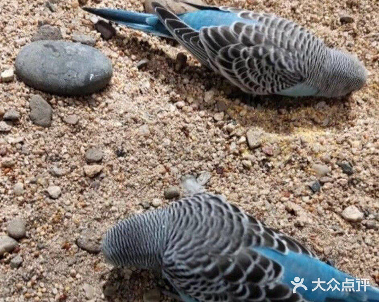 小朋友放电好去处—mini zoo萌宠王国