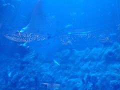 -香港海洋公园