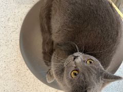 -飞行喵MR PILOT|猫舍·猫咖(静安大融城店)