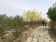 -西青郊野公园