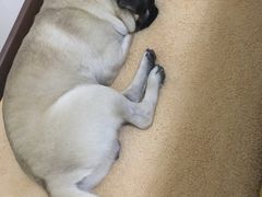 -翊宠yipet猫狗购宠庄园犬舍•猫舍