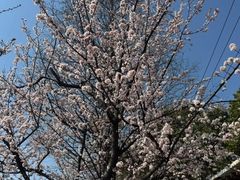 -高东镇樱花园