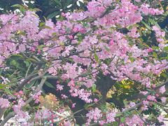 -上海滨江森林公园