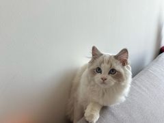 -中农国际动物医院24小时·猫科·骨科·急重症中心