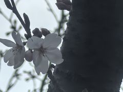 -高东镇樱花园